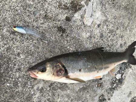 出張フィッシング